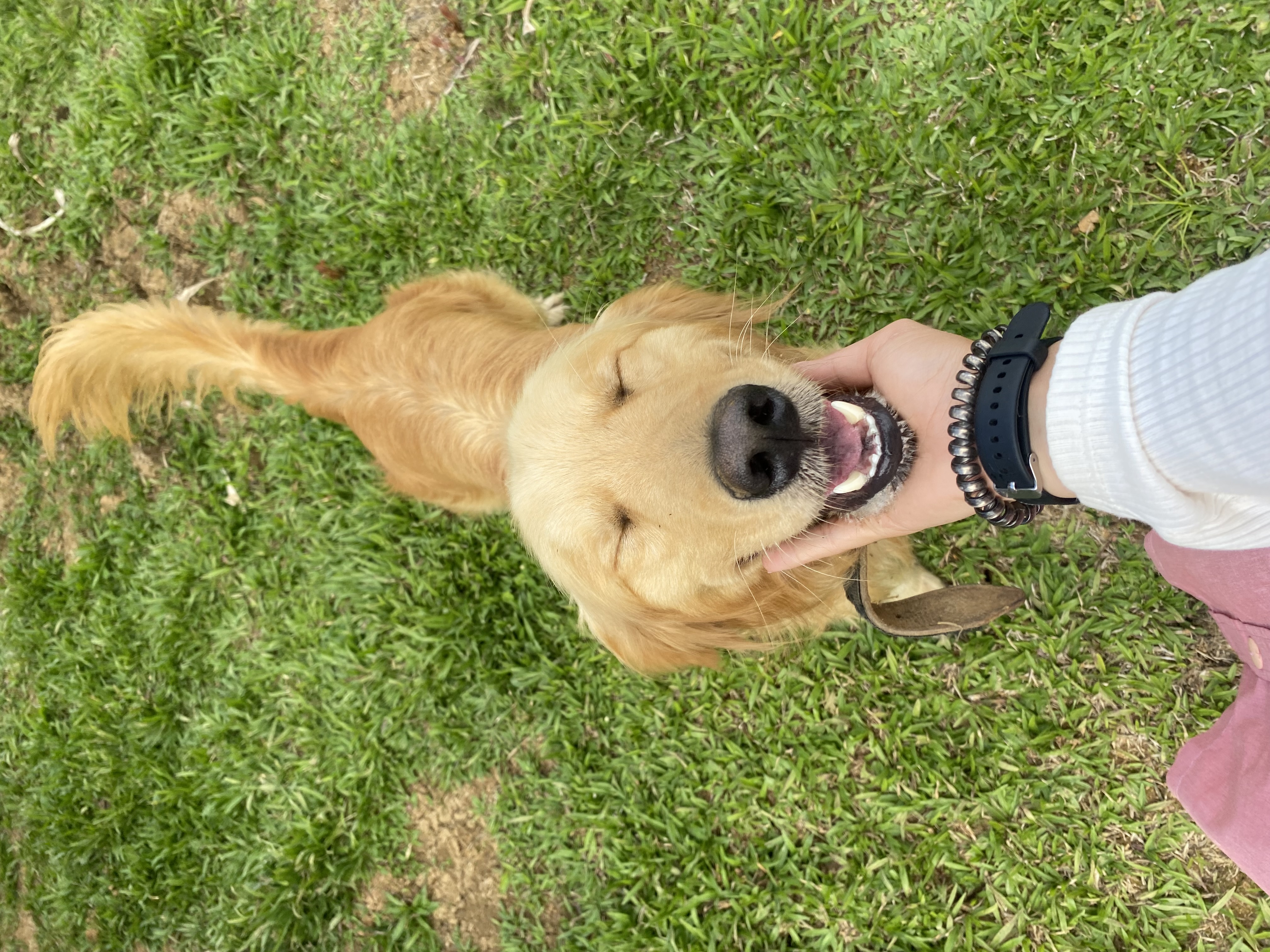 Happy Paws
