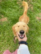 Happy Paws