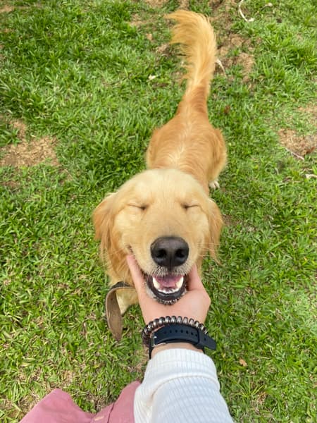 Happy Paws