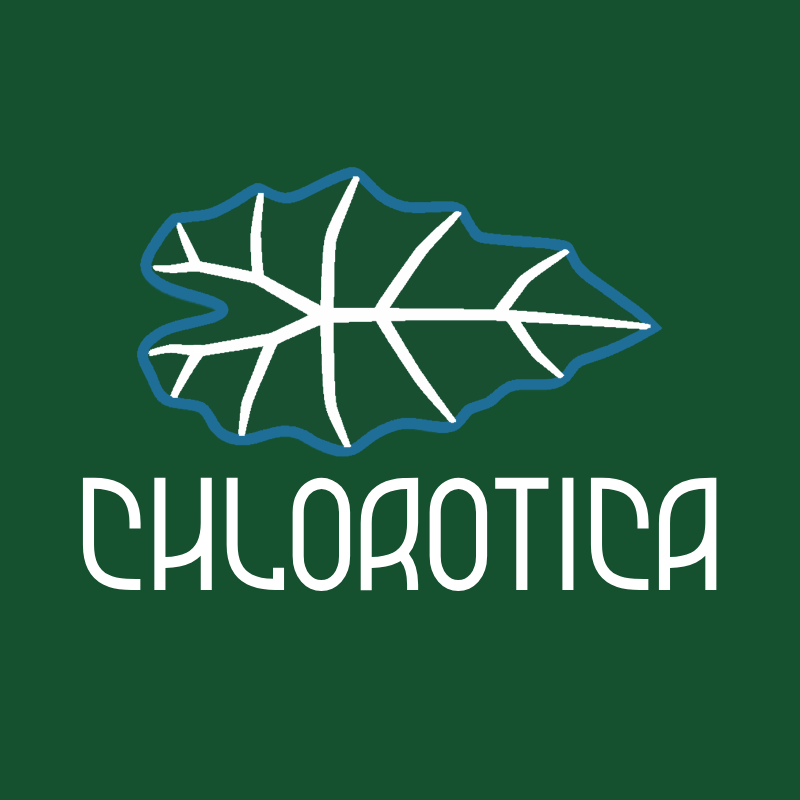 Chlorotica