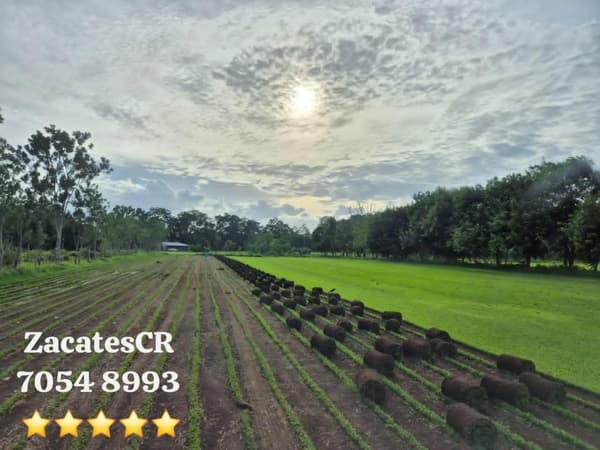 Zacates CR🇨🇷 Lawns and Garden