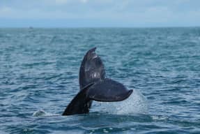 Tour Corcovado, San Pedrillo.