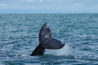 Tour Corcovado, San Pedrillo.