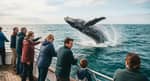 Tour de Avistamiento de Ballenas