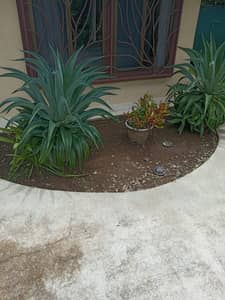 Servicio de Jardinería 
