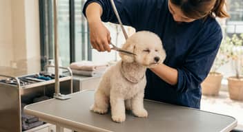 Corte pelo raza pequeña 