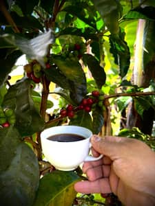 Tour de cafe con almuerzo