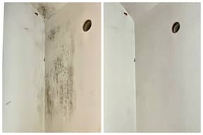 Mold Elimination & removal