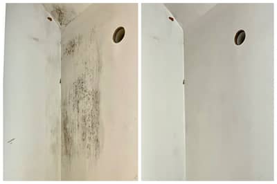 Mold Elimination & removal