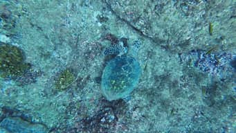 Snorkeling Caño Island