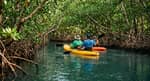 Mangrove Kayaking Tour
