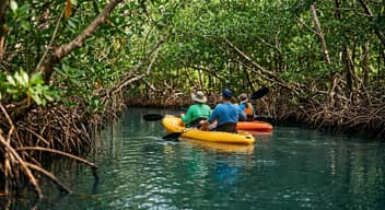 Mangrove Kayaking Tour