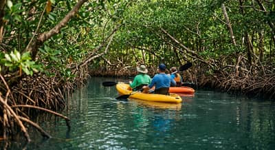 Mangrove Kayaking Tour