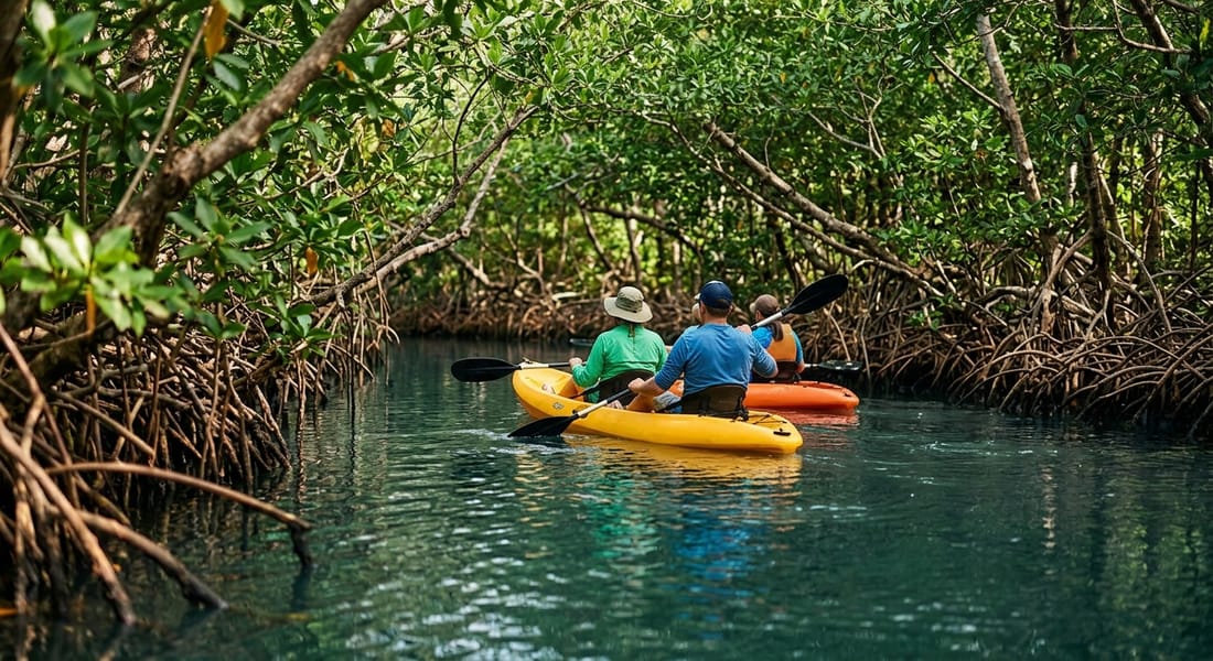 Mangrove Kayaking Tour