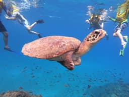 Snorkeling Caño Island 