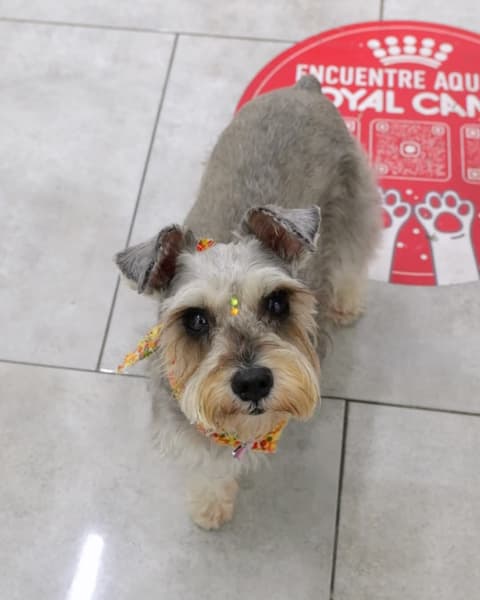 PETSHOP2GO