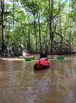 Tour de manglar en kayak 