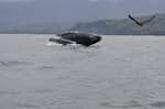 Combo Tour: Avistamiento de Ballenas y Experiencia Marina.