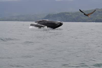 Combo Tour: Avistamiento de Ballenas y Experiencia Marina.