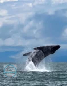 Avistamiento de ballenas y delfines 