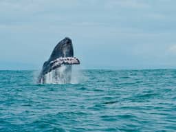 Tour Combo Especial Avistamiento de Ballenas, Delfines y muchos mas.