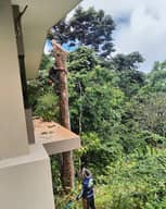 Poda y eliminacion de arboles.