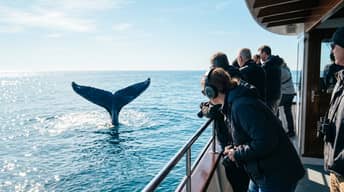 Whale Watching Experience