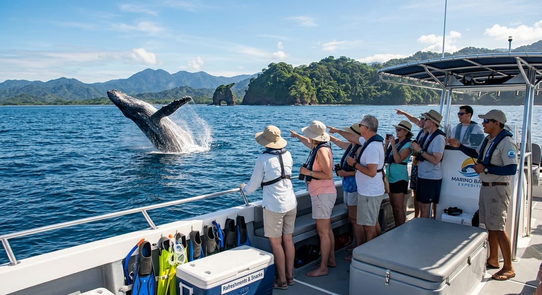 Whale and Dolphin Watching Tour