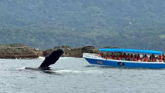Avistamiento de Ballenas 