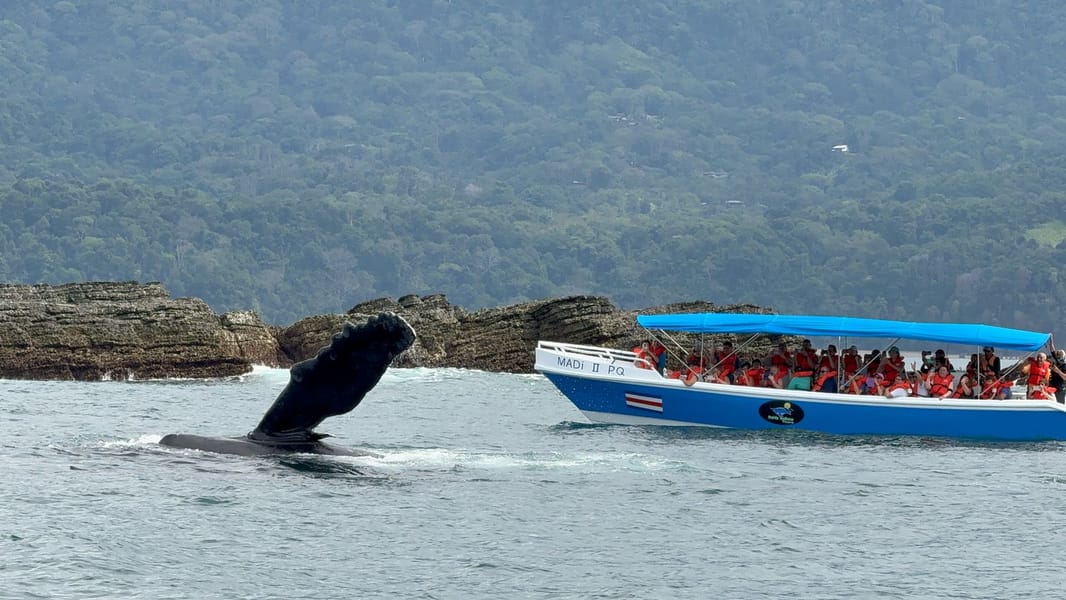 Avistamiento de Ballenas 